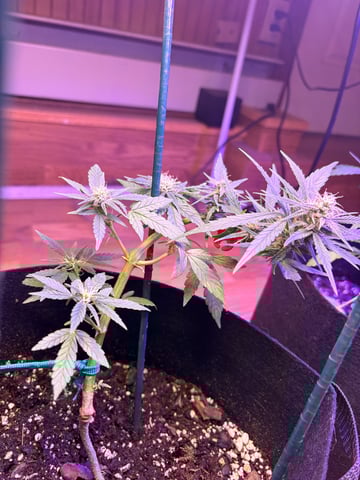 Northern Lights & Quick One  — flower, day 15
