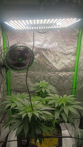 Critical Purple Kush — flower, day 87