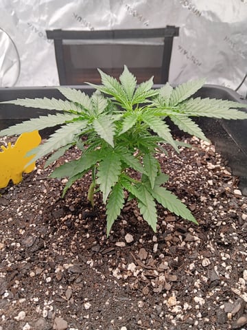Blueberry auto — vegetative, day 29