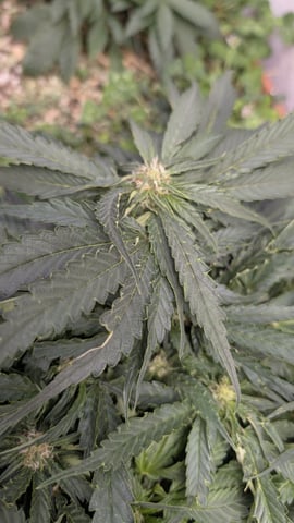 Summer Grow 