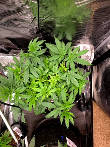 Dirty Bird - Thousand Island Fem & Platinum Kush Breath Remix x Grape Cakehead Fem Photo  — vegetative, day 44