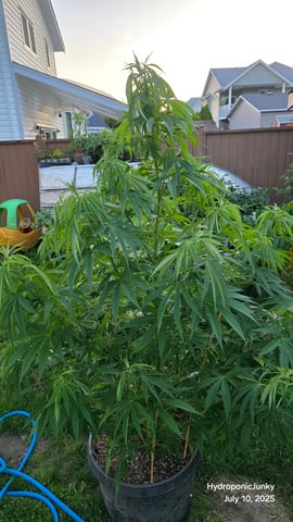 Canadian Summer Outdoor — vegetative, day 59