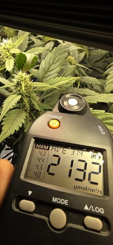 Ace Killer OG — flower, day 79