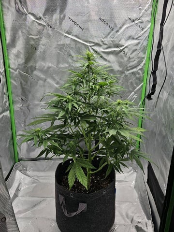 Gorilla Z auto — flower, day 62
