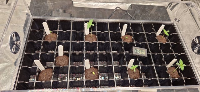 New Strains — seedling_rooting, day 11