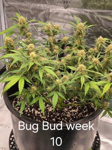 1st grow — flower, day 54