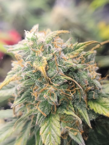 Almost Done — grow_setup, day 2