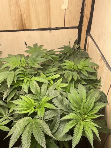 white 🕷️  — vegetative, day 59