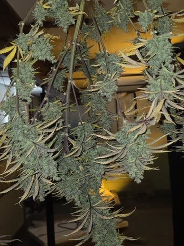 3rd Auto Grow — flower, day 120