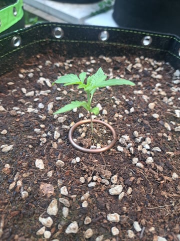 Bucket List Grow #2 — seedling_rooting, day 15
