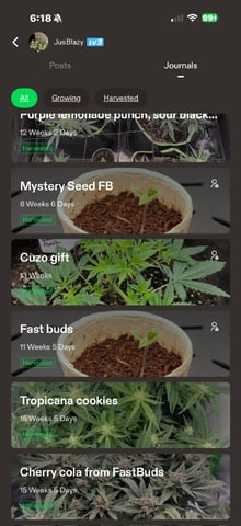 Indoor & Outdoor Grow 6 — none, day 24