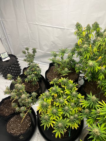 Indoor Grow  — flower, day 91