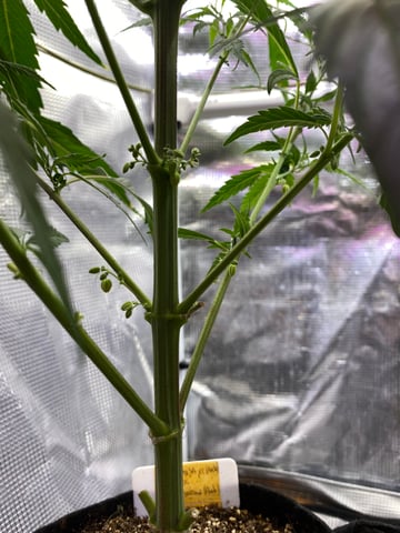 widows’ mimosa f1 — flower, day 54