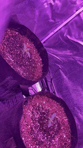 420 Fast Buds  — vegetative, day 11