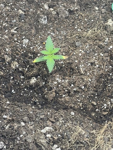 Humboldt, Hella Jelly. Jelly Donut  — flower, day 47
