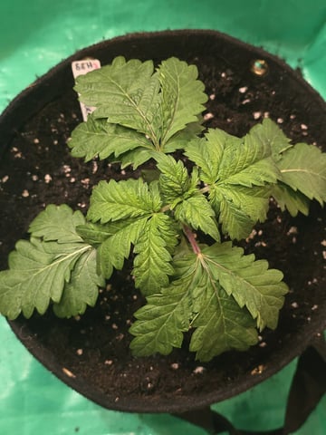 Super Silver Haze Fem Photo — vegetative, day 26