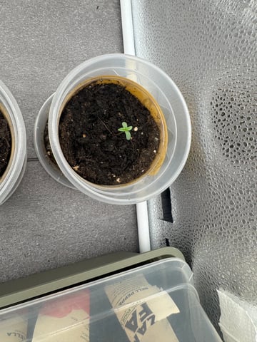 Grow 2 — seedling_rooting, day 7