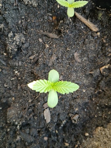 Vegetative  — grow_setup, day 2