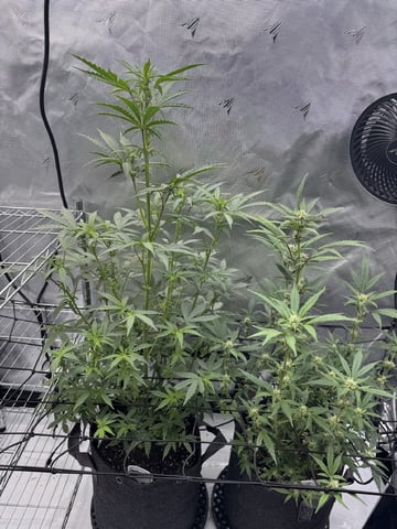 Gas Man #1 — vegetative, day 73