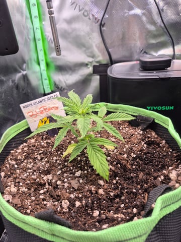 First "Auto" Grow — vegetative, day 23