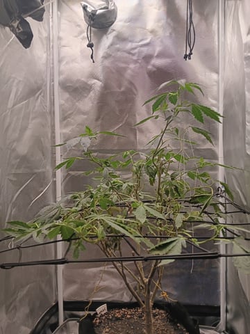 Garlic Glazed Cannabis  — grow_setup, day 2