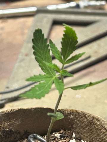 First ever grow — vegetative, day 21