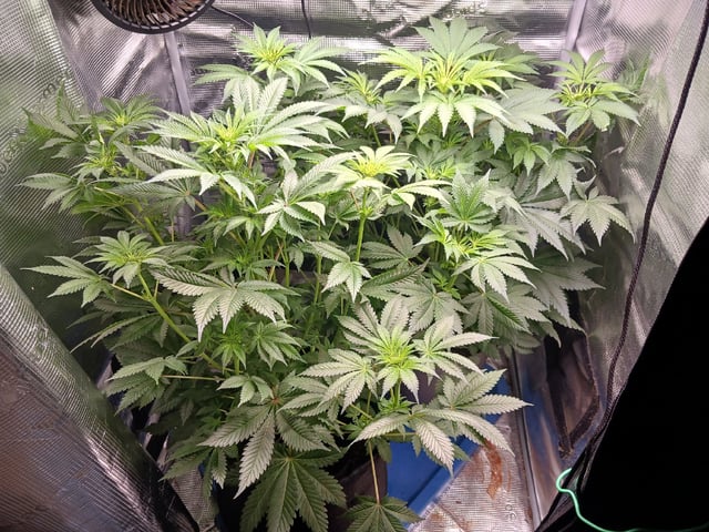 9lbhammer feminized  — flower, day 43