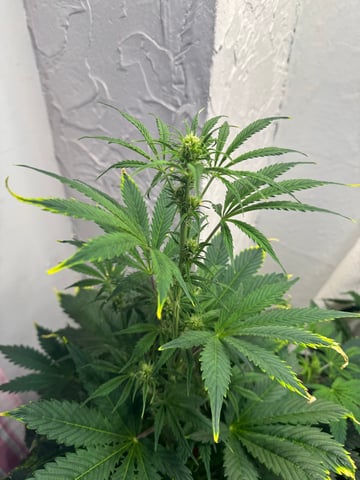First Grow — flower, day 59