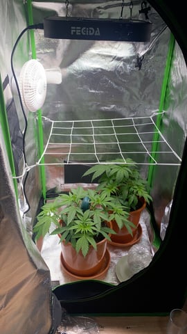2nd Try — vegetative, day 40