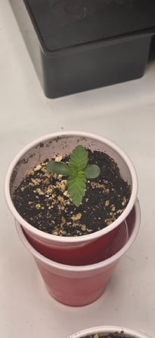 Maple Nectar  — seedling_rooting, day 9