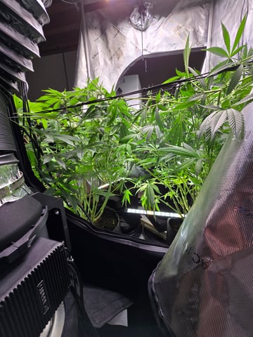 Purple Haze  — flower, day 69