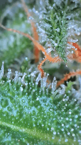 Starfighter/Ohio Guptilla Hybrid — flower, day 29