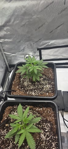 Lime Rian. — vegetative, day 27