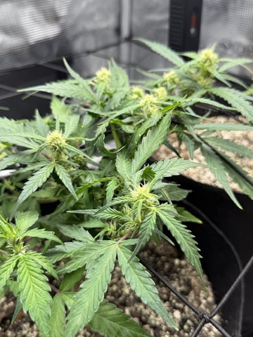 Gorilla Cookies — 1st Grow — flower, day 57