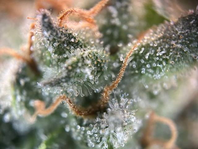 2025-26 harvest INDOOR — flower, day 140