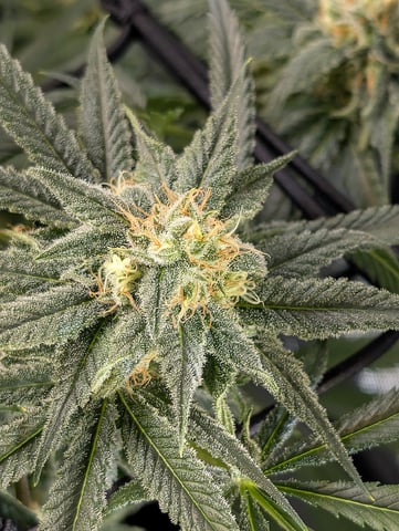 Cinderella 99 — flower, day 95
