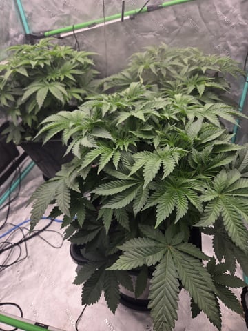 Relentless Genetics Trop Cherry S1 — vegetative, day 18