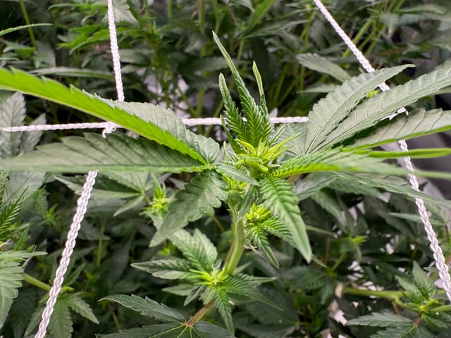 Green Gelato — flower, day 62