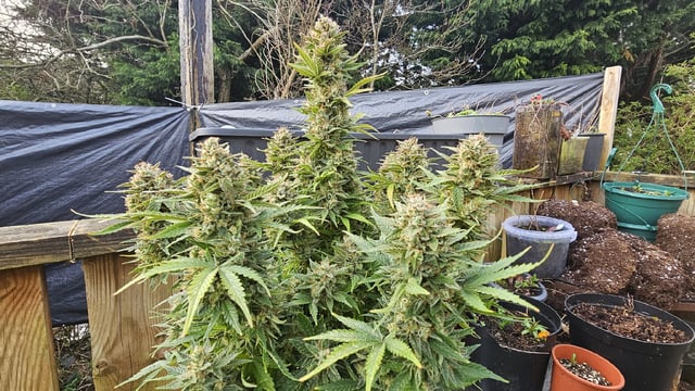 critical orange punch / strawberry soda — flower, day 79