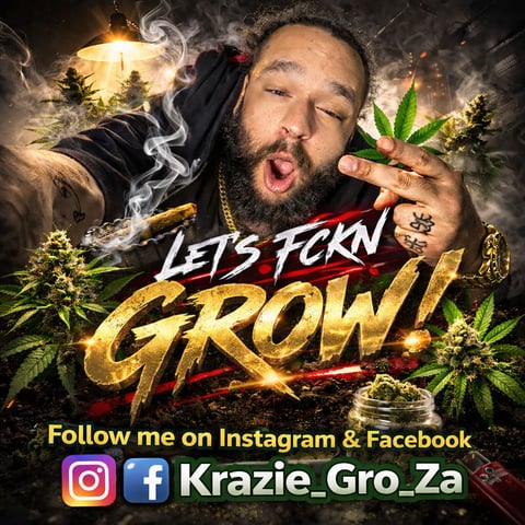 Gorilla Cookies Auto (42 FastBuds) — seedling_rooting, day 10