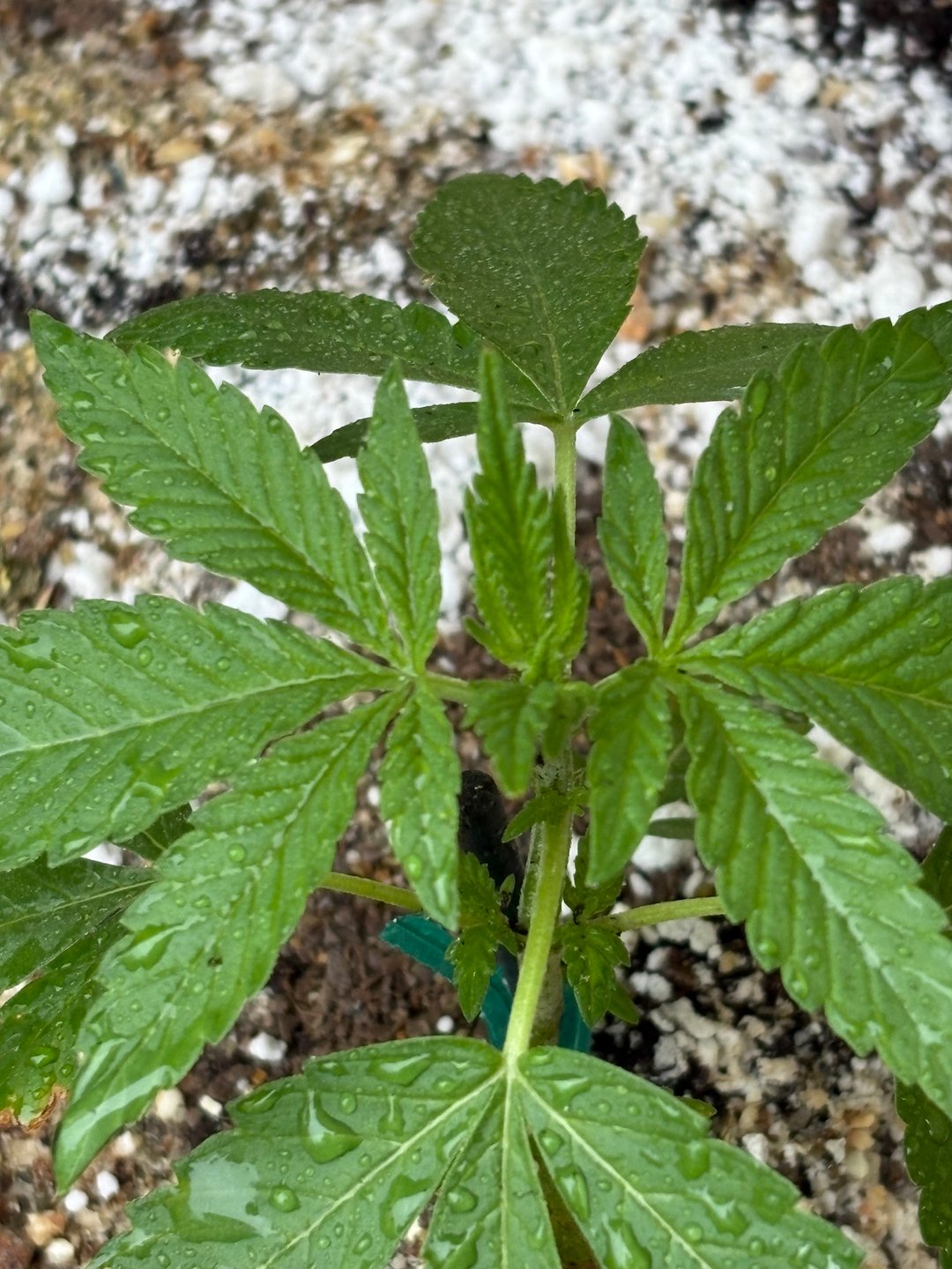 watermelon Martin 1of2