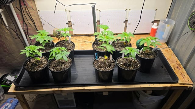 2nd Grow Sesh — vegetative, day 27