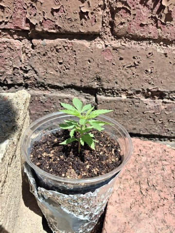 My First Grow — vegetative, day 37