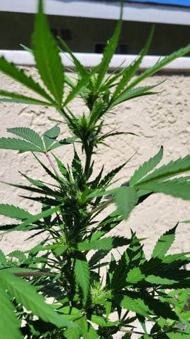 purple Kush, and Extra Large Kush — flower, day 35