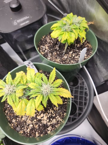 Mephisto Schoolyard Crush Grow-Pop tart OG and Apple Crush — flower, day 55