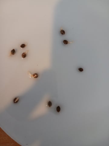 10x Critical Feminisiert from Ganjafarmerseeds  — none, day 106