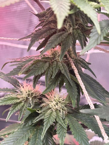 2025-26 harvest INDOOR — flower, day 112