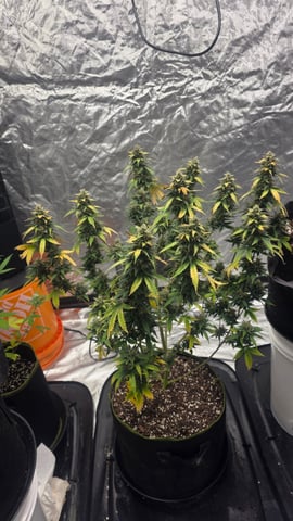 Beginner - My first grow has been an incredible experience so far! — flower, day 90