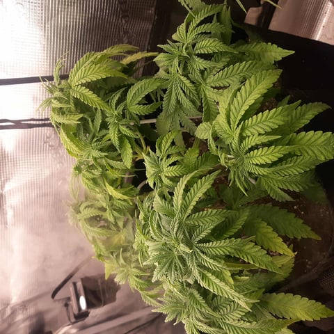 week 1 — flower, day 59