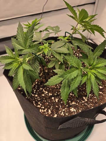 Zoap & Mimosa x OrangePunch — vegetative, day 36